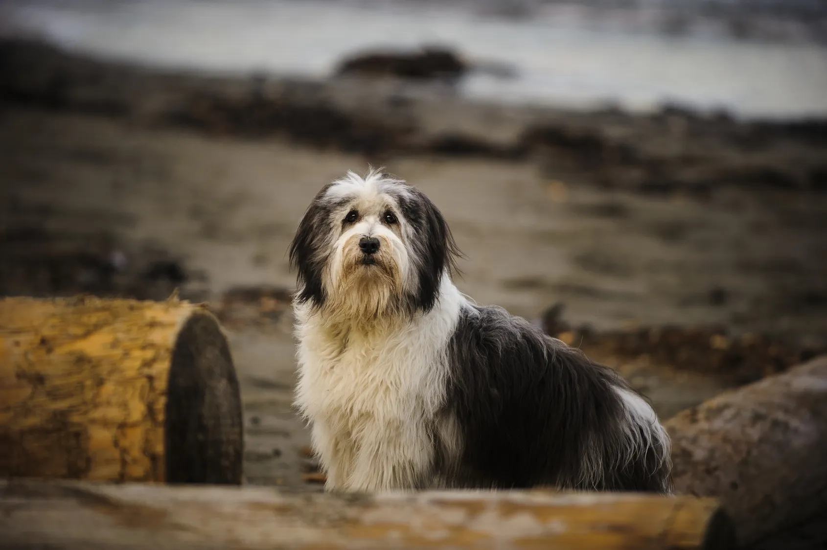 polnischer niederungshütehund portrait (Polski Owczarek Nizinny)