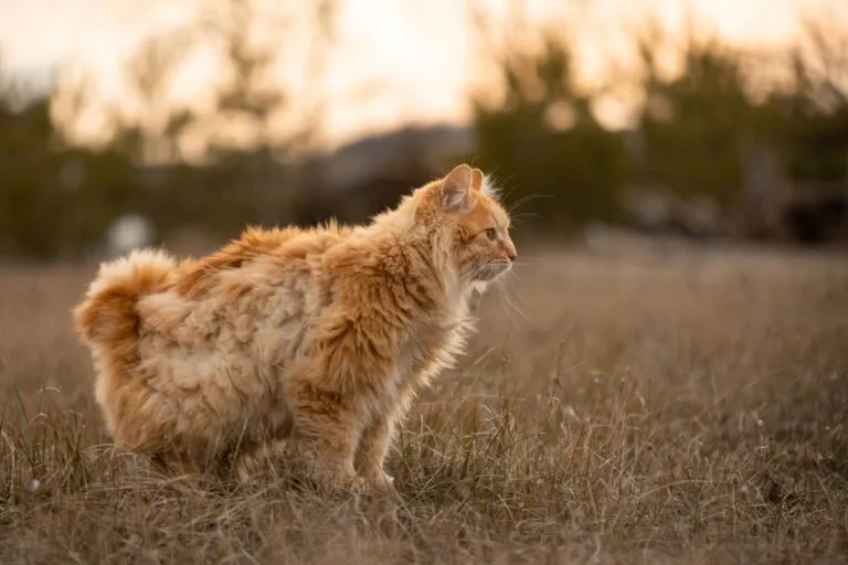 Cymric-Katze